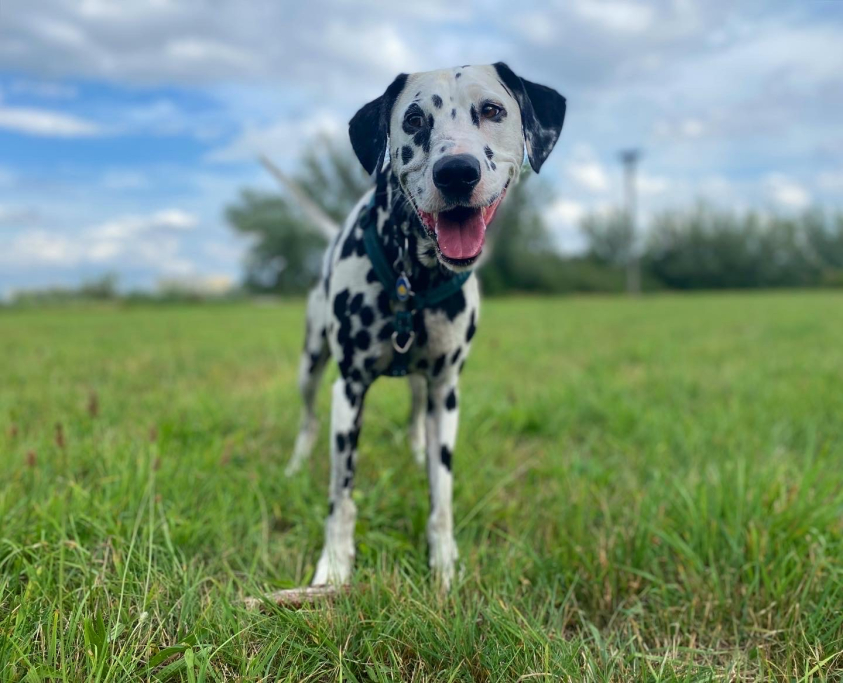 can a poitevin and a dalmatian be friends